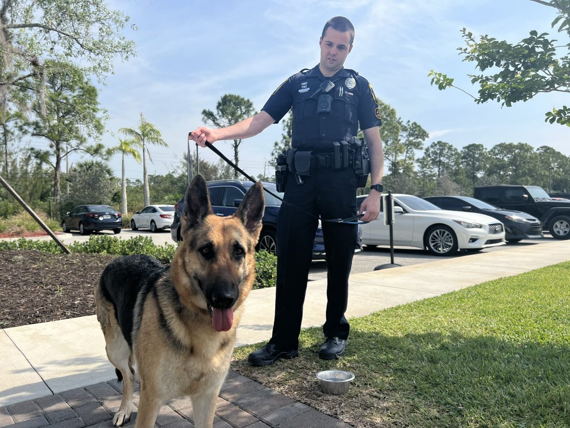 Want to buy the trained German shepherd puppies in Miami FL