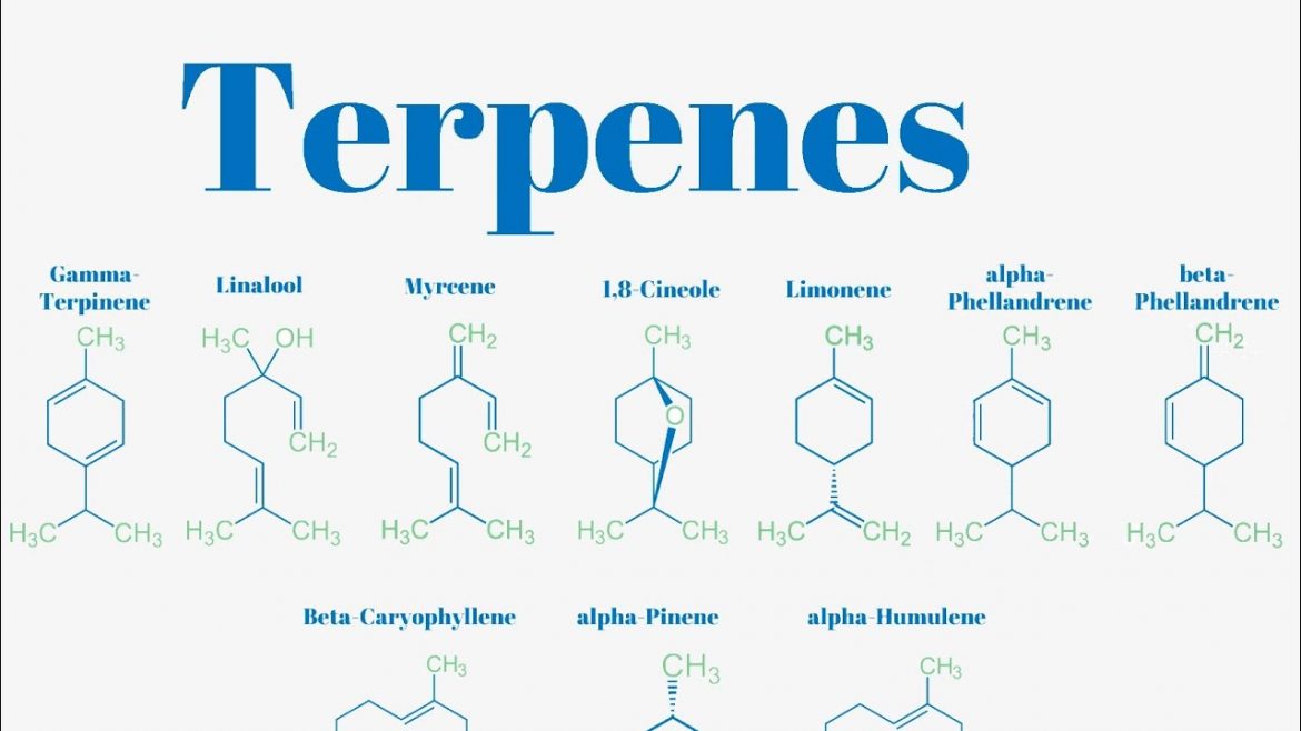 The Terpenes: Know How Do They Work?